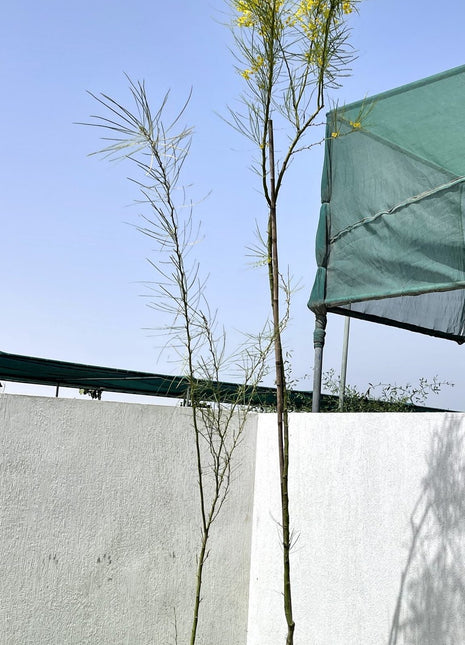 Parkinsonia Aculeata, Jerusalem Thorn Tree