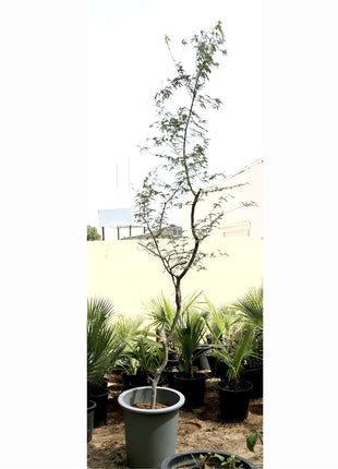 Ghaf Tree &#8220;Prosopis Cineraria&#8221; شجرة الغاف