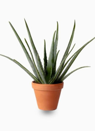 Aloe Vera, Medicina Aloe, Savila Or الألوة فيرا