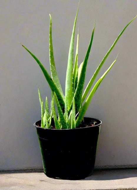 Aloe Vera, Medicina Aloe, Savila Or الألوة فيرا