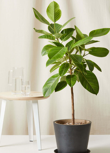 Ficus Altissima &#8220;Council Tree&#8221;