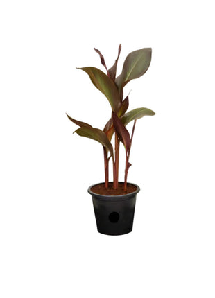 Canna Indica &#8216;Purpurea&#8217; 30 &#8211; 50cm Overall Height