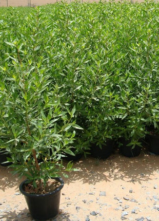 Conocarpus Erectus &#8216;Saudi&#8217; or Damas tree  دمس