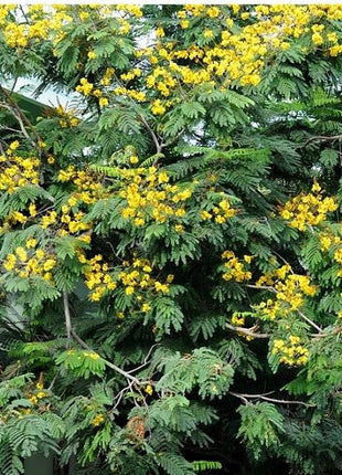 Peltophorum pterocarpum, Yellow Flame or Copper Pod
