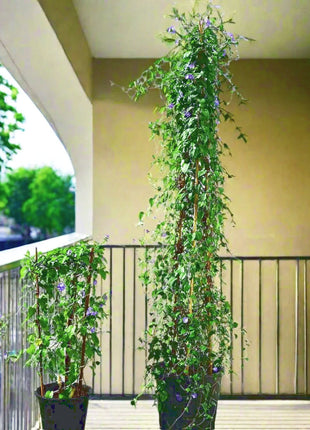 Jacquemontia Pentantha &#8220;Sky Blue Cluster Vine&#8221;
