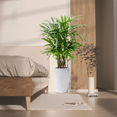 Rhapis Excelsa &#8220;Lady Palm سيدة النخيل or Miniature Fan Palm&#8221; 0.8-0.1m