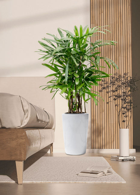 Rhapis Excelsa &#8220;Lady Palm سيدة النخيل or Miniature Fan Palm&#8221; 0.8-0.1m