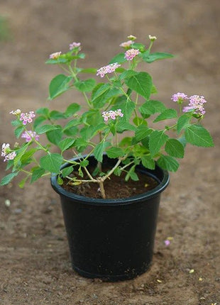Lantana Camara, Pinkmound, West Indian Lantana 30-40cm