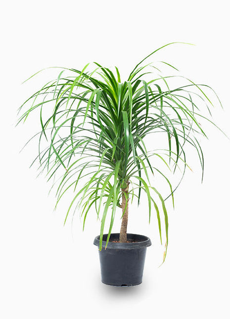 Dracaena Draco, Dragon Tree 90-110cm