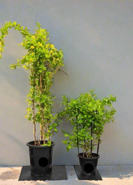 Mandevilla Splendens Or Yellow Bell Climber