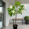 Plumeria Obtusa &#8220;Frangipani, The Temple Tree or Champa&#8221;