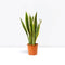 Sansevieria Trifasciata Or Snake Plant (Outdoor)