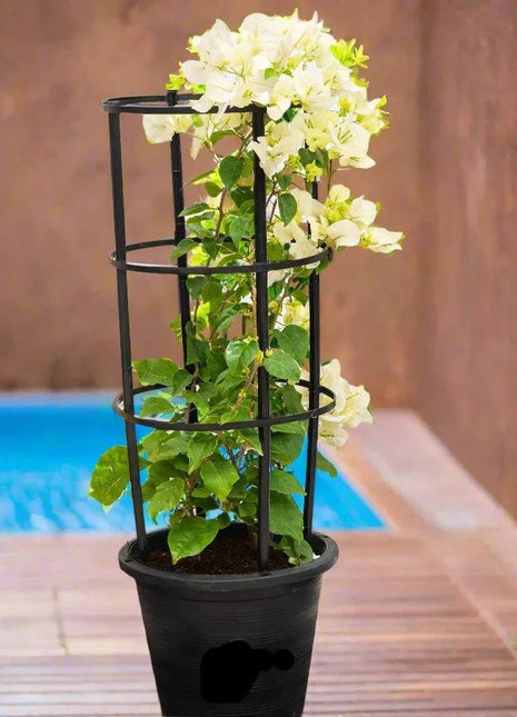 Bougainvillea Glabra &#8220;30 to 160cm&#8221; White