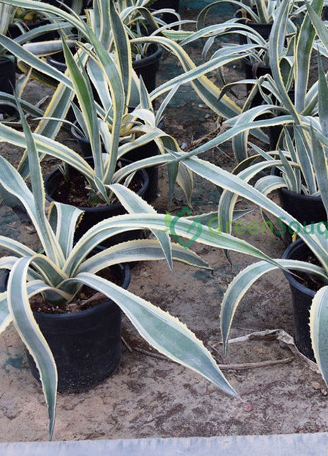 Agave Americana Marginata &#8220;Variegated Century Plant&#8221; 40-50cm