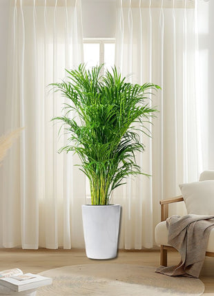 Rhapis Excelsa “Lady Palm سيدة النخيل in Fiber Glass Pot