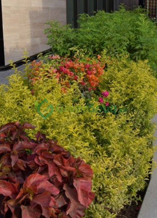 Duranta Repens, Duranta Gold or Golden Dew Drop 30-40cm