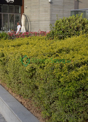 Duranta Repens, Duranta Gold or Golden Dew Drop 30-40cm