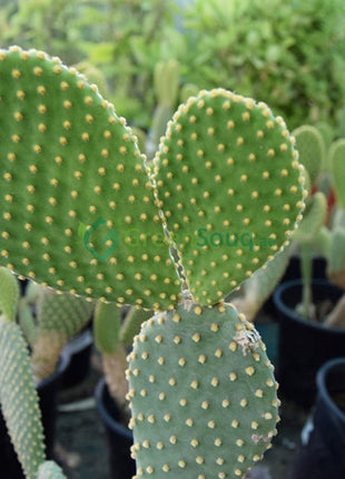 Opuntia Ficus Indica “Barbary or Indian Fig” 40-60cm
