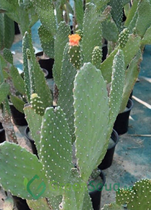 Opuntia Ficus Indica “Barbary or Indian Fig” 40-60cm
