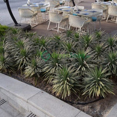 Yucca Desmetiana Or Blue Boy 40-60cm