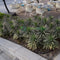 Yucca Desmetiana Or Blue Boy 40-60cm