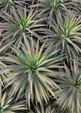 Yucca Desmetiana Or Blue Boy 40-60cm