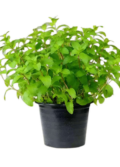 Mint Plant or Mentha