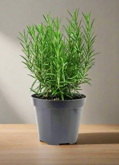 Rosmarinus Officialis or Rosemary Herb