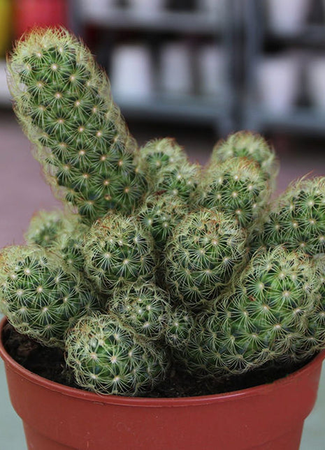 Ornamental Cactus 7 &#8211; 15cm