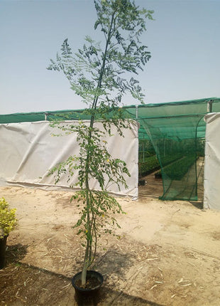 Moringa Oleifera &#8220;Drum-Stick Tree&#8221;