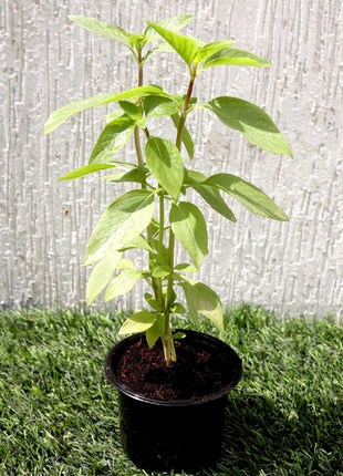 Ocimum Basilicum or Rehan Herb