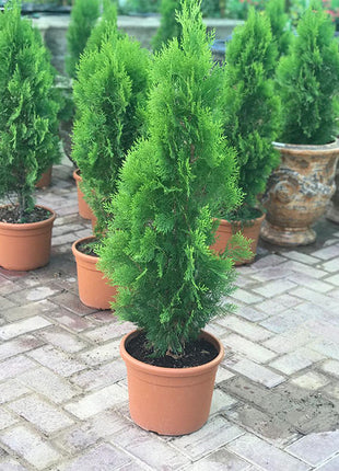 Thuja Orientalis 0.8-1.0m