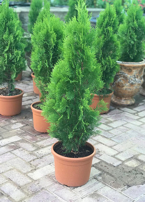 Thuja Orientalis 0.8-1.0m