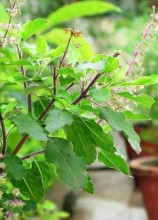 Ocimum Tenuiflorum/Tulsi plant/Holy Basil