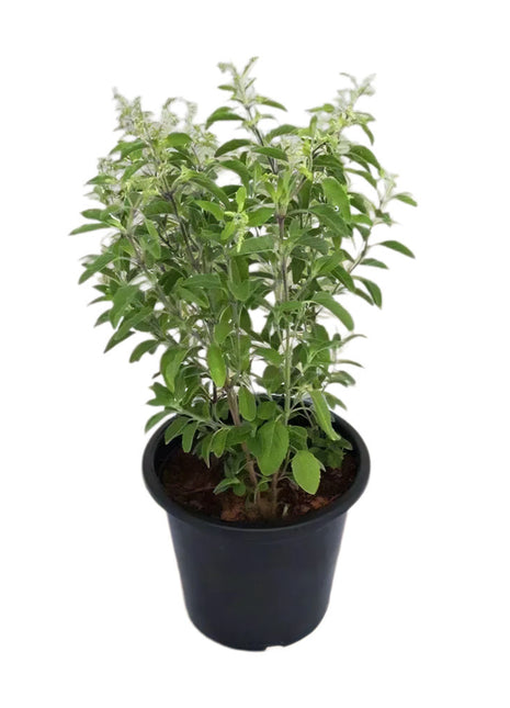 Ocimum Tenuiflorum/Tulsi plant/Holy Basil