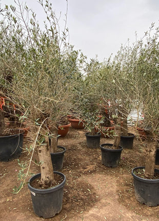 Olea europea or Mature Olive Tree 1.6-1.8m, 100-120mm Dia