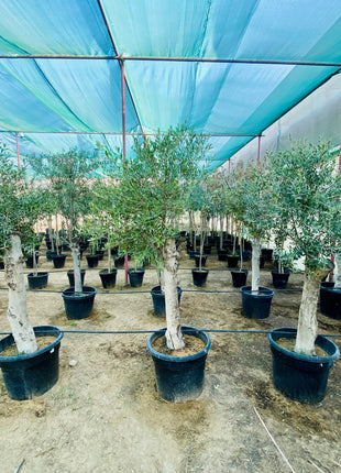 Olea europea or Mature Olive Tree 1.6-1.8m, 100-120mm Dia