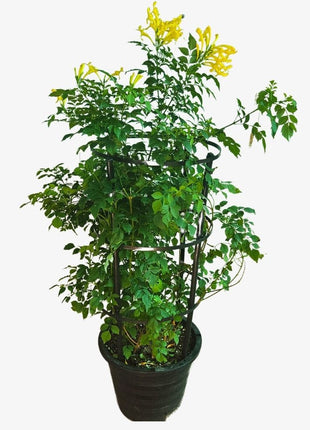 Tecoma stans or Yellow Bells