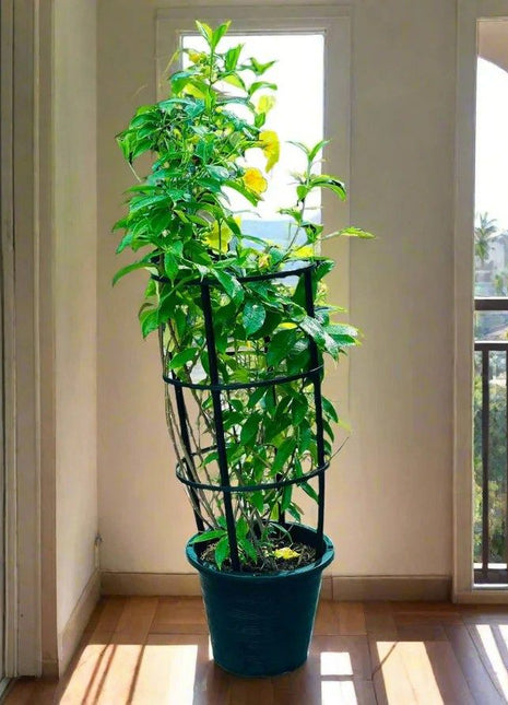 Tecoma stans or Yellow Bells