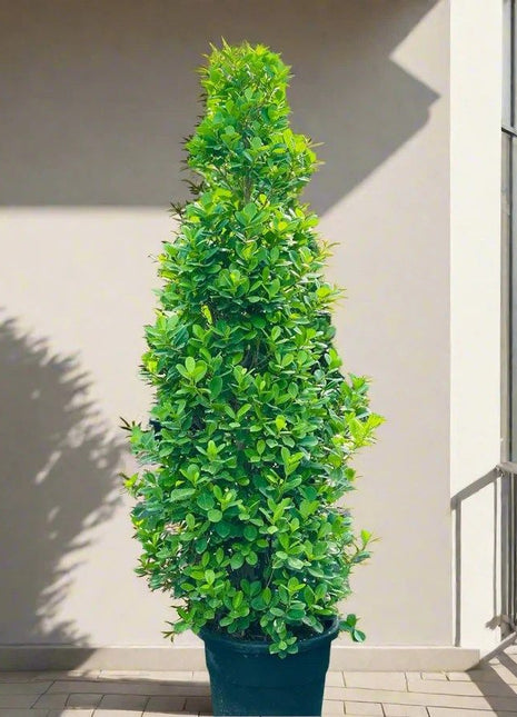 Ficus diversifolia “Cone Shape”