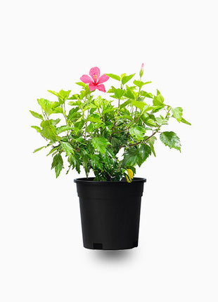 Hibiscus rosa sinensis Red