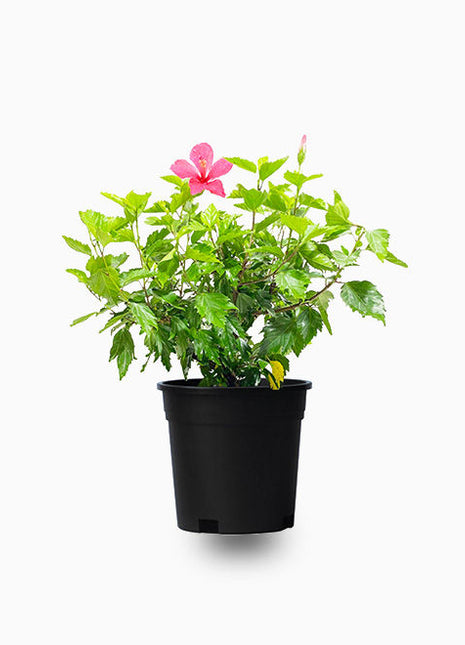 Hibiscus rosa sinensis Red