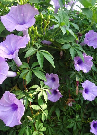 Ipomoea Cairica, Cairo Morning Glory or Coast Morning Glory 0.8-0.1m