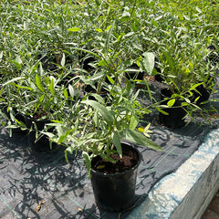 Salvadora persica, Miswak Plant or Toothbrush Tree 30-50cm