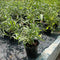 Salvadora persica, Miswak Plant or Toothbrush Tree 30-50cm
