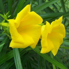 Thevetia peruviana | Cascabela Thevetia