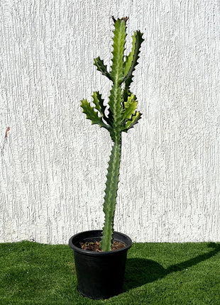 Euphorbia lactea or Dragoon bones tree 0.5-0.7m