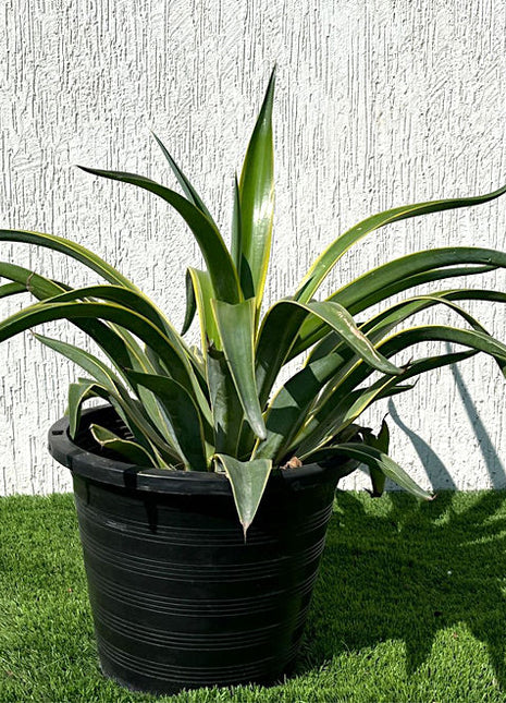 Agave Attenuata Variegata or Variegated Spineless Century Plant 40-60cm