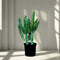 Euphorbia Trigona | Candelabra Cactus 0.6-0.8m