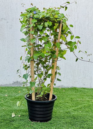 Jacquemontia Pentantha &#8220;Sky Blue Cluster Vine&#8221;